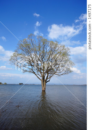 淹沒 1497175