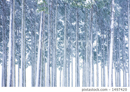 降雪 森林 樹林 1497420
