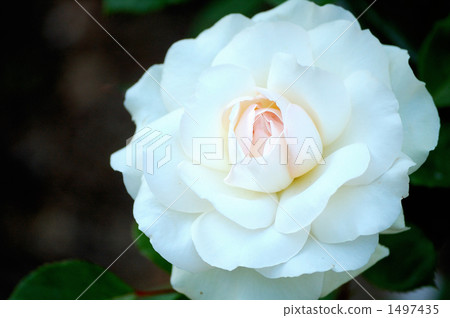 Rose varieties, Swan Lake CL Rose varieties, Swan Lake CL 1497435