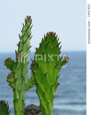 仙人掌（Hatsushima） 1497491