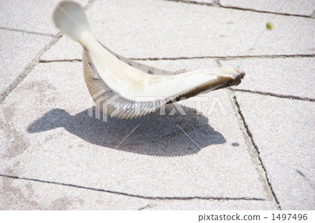 今晚是生魚片~~ 1497496