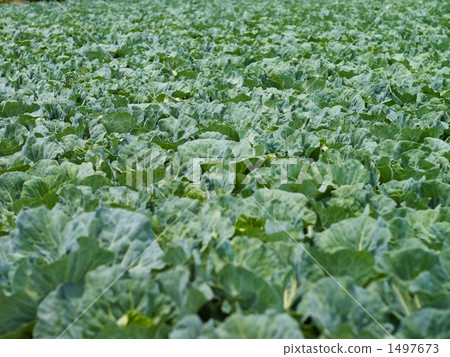 cabbage, cabbages, oleracea 1497673