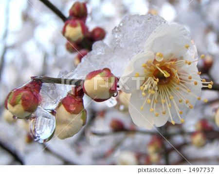 耐力梅花 耐力梅花 1497737