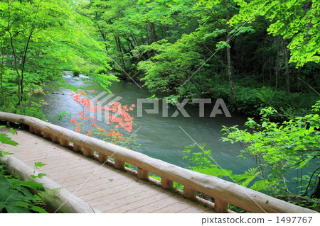 Oirase stream of early summer 1497767