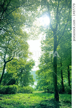 Forest of silence 1497779