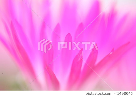 拖尾製冰廠 花瓣 花朵 1498045