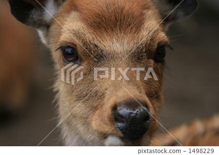 Hanging eyes Hanging eyes 1498229