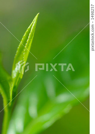 茶葉 茶葉 1498257