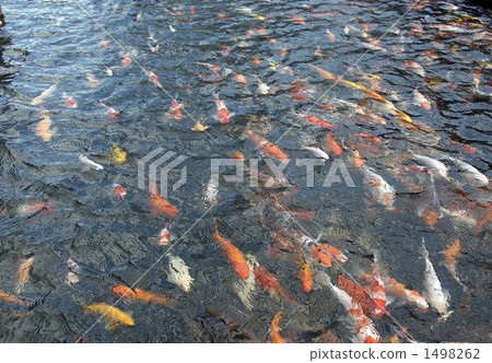 可收集的鯉魚 1498262