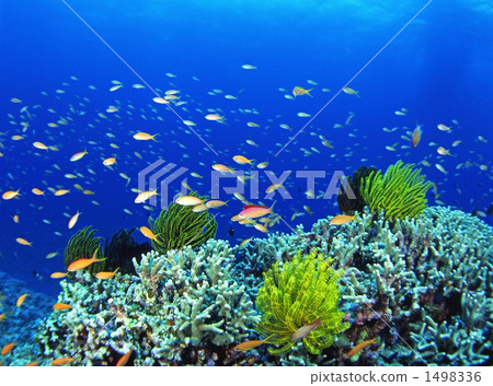 Flock of Hananai 1498336