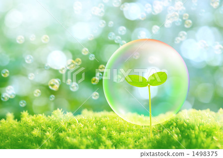 grow up, growing, germinating 1498375