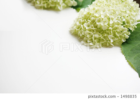 繡球花綠 1498835