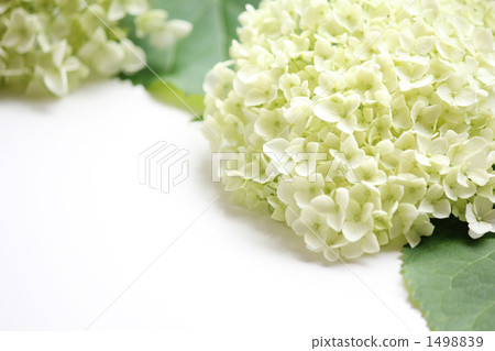 繡球花綠 1498839