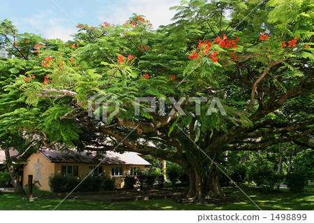 非常大的鳳凰樹 1498899