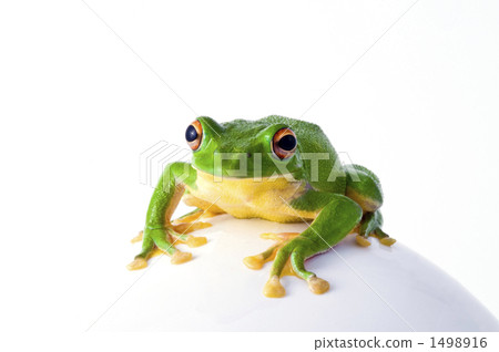 rhacophorus arboreus, forest green tree frog, frog 1498916