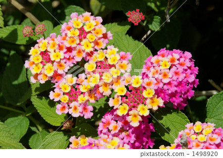 Seven changes of street corners 1498920