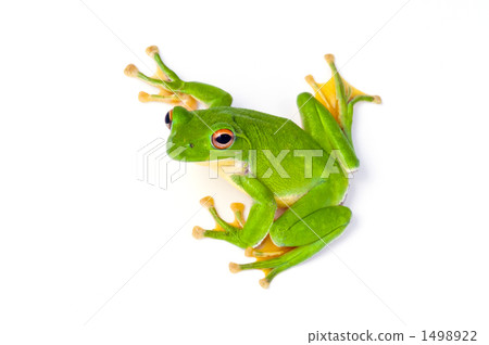 rhacophorus arboreus, forest green tree frog, frog 1498922