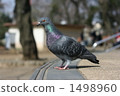  鴿子 1498960