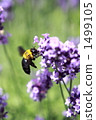 japanese carpenter bee, close-up, bee 1499105