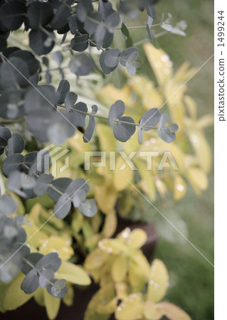 eucalyptus, hypericum, japanese white-beam 1499244