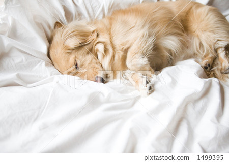 迷你臘腸犬 乳霜 奶油色 1499395