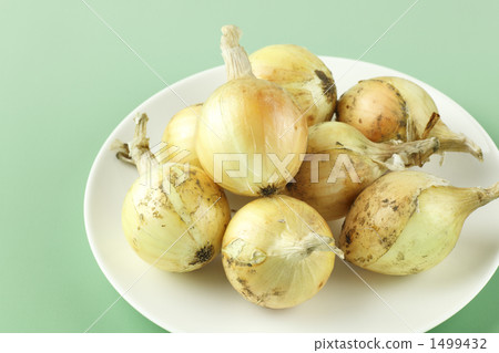 小洋蔥 1499432