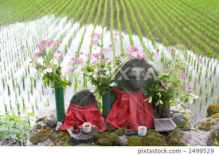 image of buddha in field, ksitigarbha, paddy 1499529