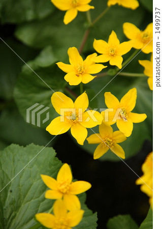 Ezono Ryukyuka 1499737