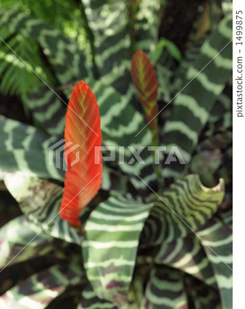 Tough ananas turning like a spear like a spear 1499875