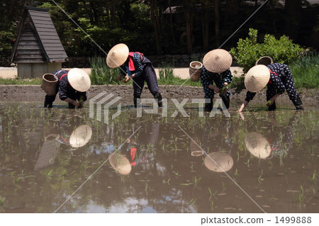Shirakawago Saotome's rice planting festival Shirakawago Saotome's rice planting festival 1499888