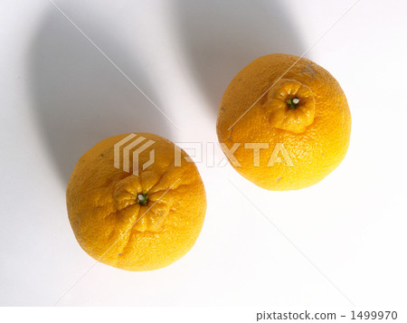 Two decocons (white back) Two decocons (white back) 1499970