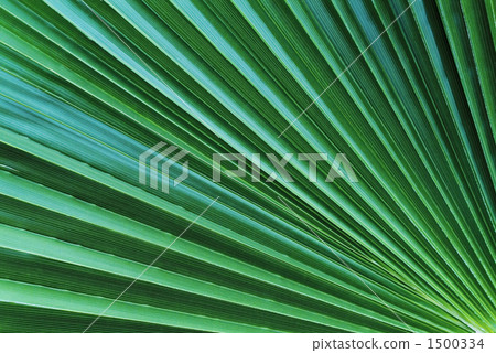 捲心菜 捲心菜 1500334