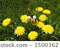 Honey bee and dandelion 1500362