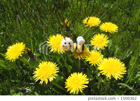 Honey bee and dandelion Honey bee and dandelion 1500362