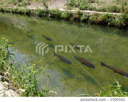 Carp of Yamazaki River Carp of Yamazaki River 1500382