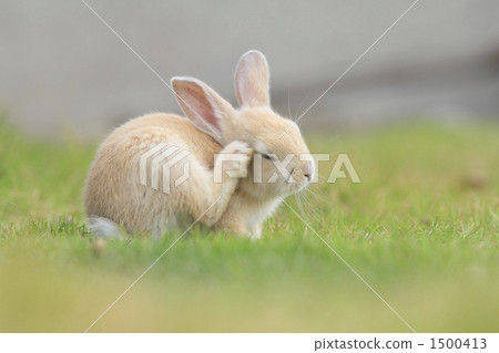 小妹妹 小妹妹 1500413