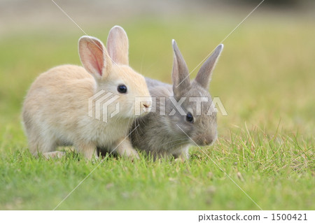 Little sister Little sister 1500421