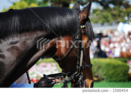 賽馬 陸上動物 哺乳類 1500454