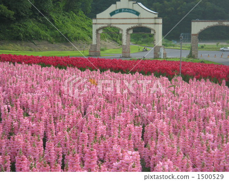 Snapdragon, flower garden, flower field 1500529
