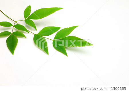 南方的天空葉子 南方的天空葉子 1500665