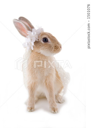 Rabbit whole body bride style 1501076