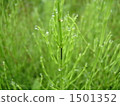 Tears of horsetail 1501352