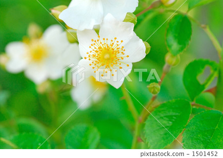 Wild rose Wild rose 1501452