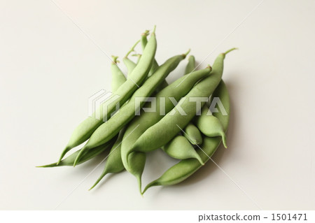 剛剛繁殖！平戶豆“摩洛哥”B 1501471