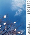 Spring coming 1501520