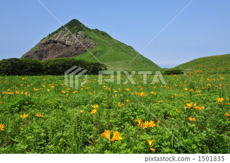 Ohno Tortoise Tobi Shima Ginsou 1501835