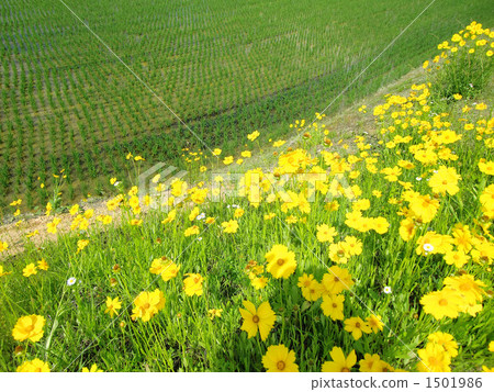 劍葉金雞菊 花朵 花 1501986