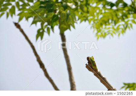 鱈魚的芽（栽培） 1502165