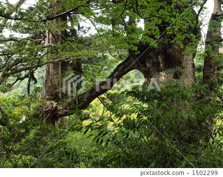 屋久島·繩紋雪松徒步旅行“情侶雪松” 屋久島·繩紋雪松徒步旅行“情侶雪松” 1502299