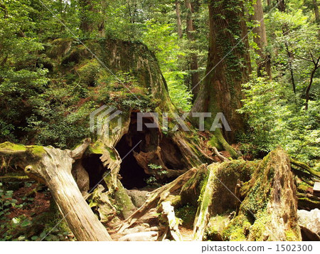 Yakushima · Jomon cedar trekking "Wilson stock ①" 1502300